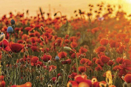 Focus Magazine November 2025