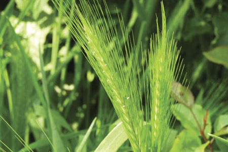 Cover Of Aug & Sept Focus Magazine